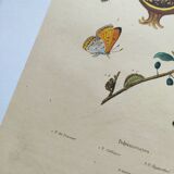 Antique engraving from 1839 - Butterflies by Dumesnil - Hand-colored plate