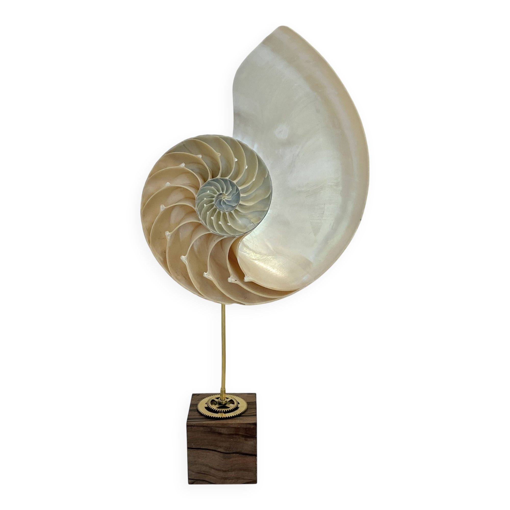 Antique large half nautilus on wooden base cabinet of curiosities