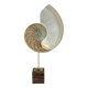 Antique large half nautilus on wooden base cabinet of curiosities