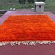 Large Beni Ouarain Rug 260x260 cm – Vibrant Orange Wool, Unique Piece