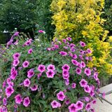 Vintage rattan armchair 1960