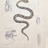 Snake poster (lithograph)