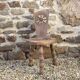 Vintage French Handcrafted Wooden Child's Stool with Added Back