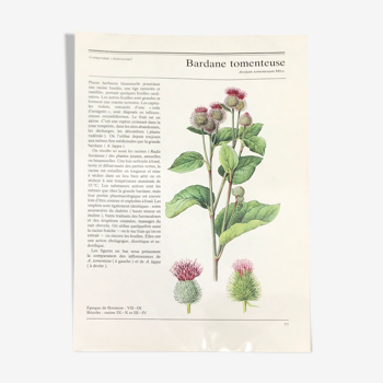 Illustration botanique Bardane tomenteuse