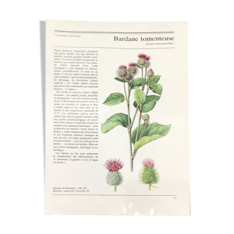 Botanical illustration Burdock tomentose