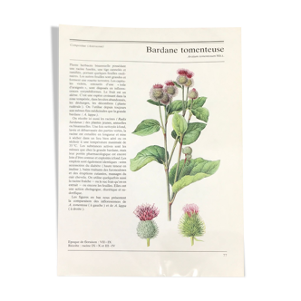 Illustration botanique Bardane tomenteuse