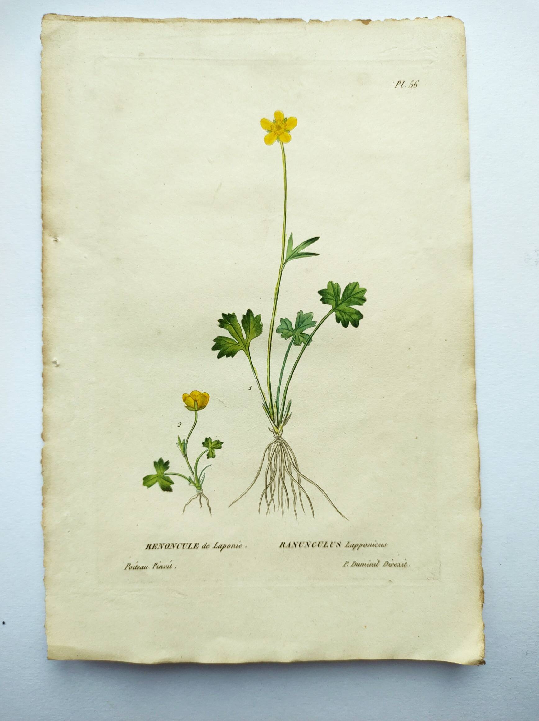 Antique botanical engraving from 1829 - Lapland buttercup - By PA Poiteau