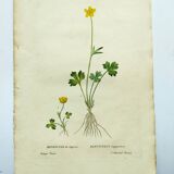 Antique botanical engraving from 1829 - Lapland buttercup - By PA Poiteau