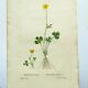 Antique botanical engraving from 1829 - Lapland buttercup - By PA Poiteau