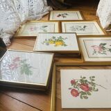 Lot of 7 pink botanical lithographs 1950