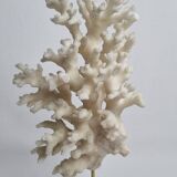 Ancien corail blanc sur socle en bois tourné, 25 cm