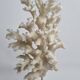 Antique white coral on turned wooden base, 25 cm