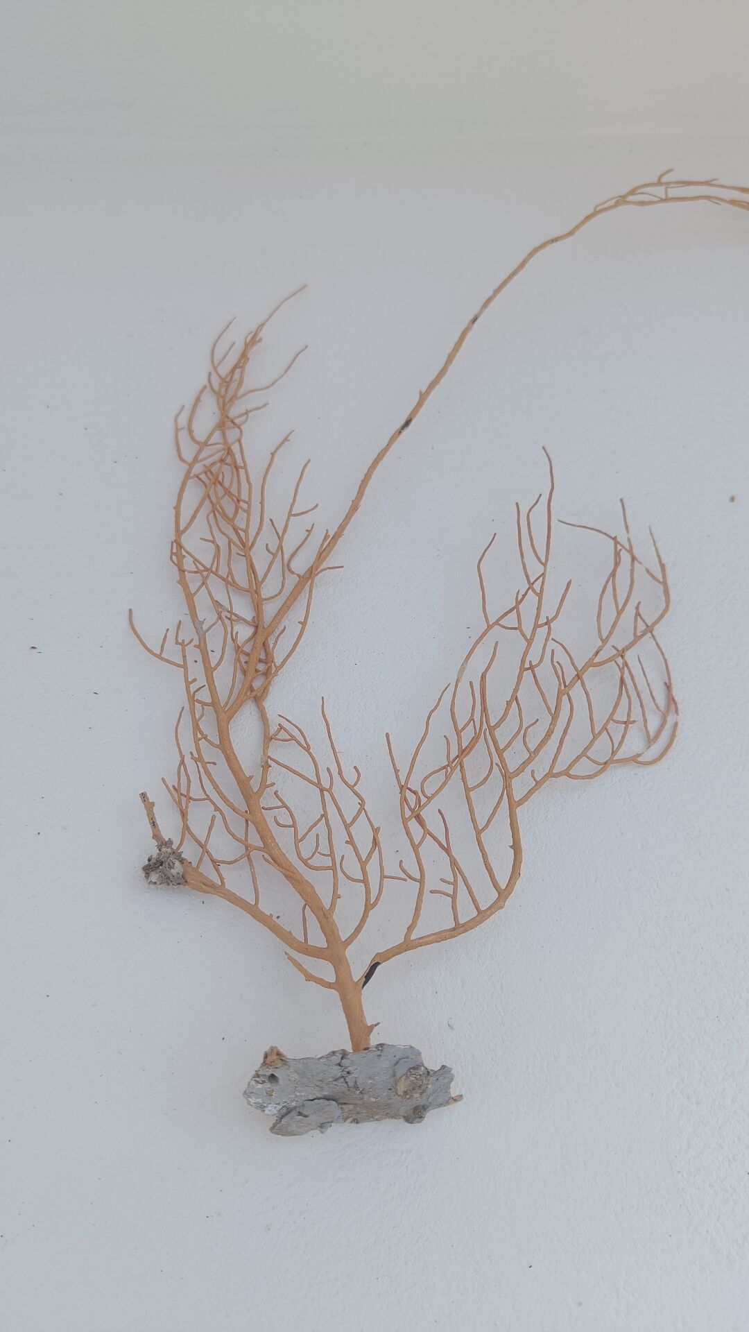 Gorgonian coral