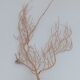 Gorgonian coral