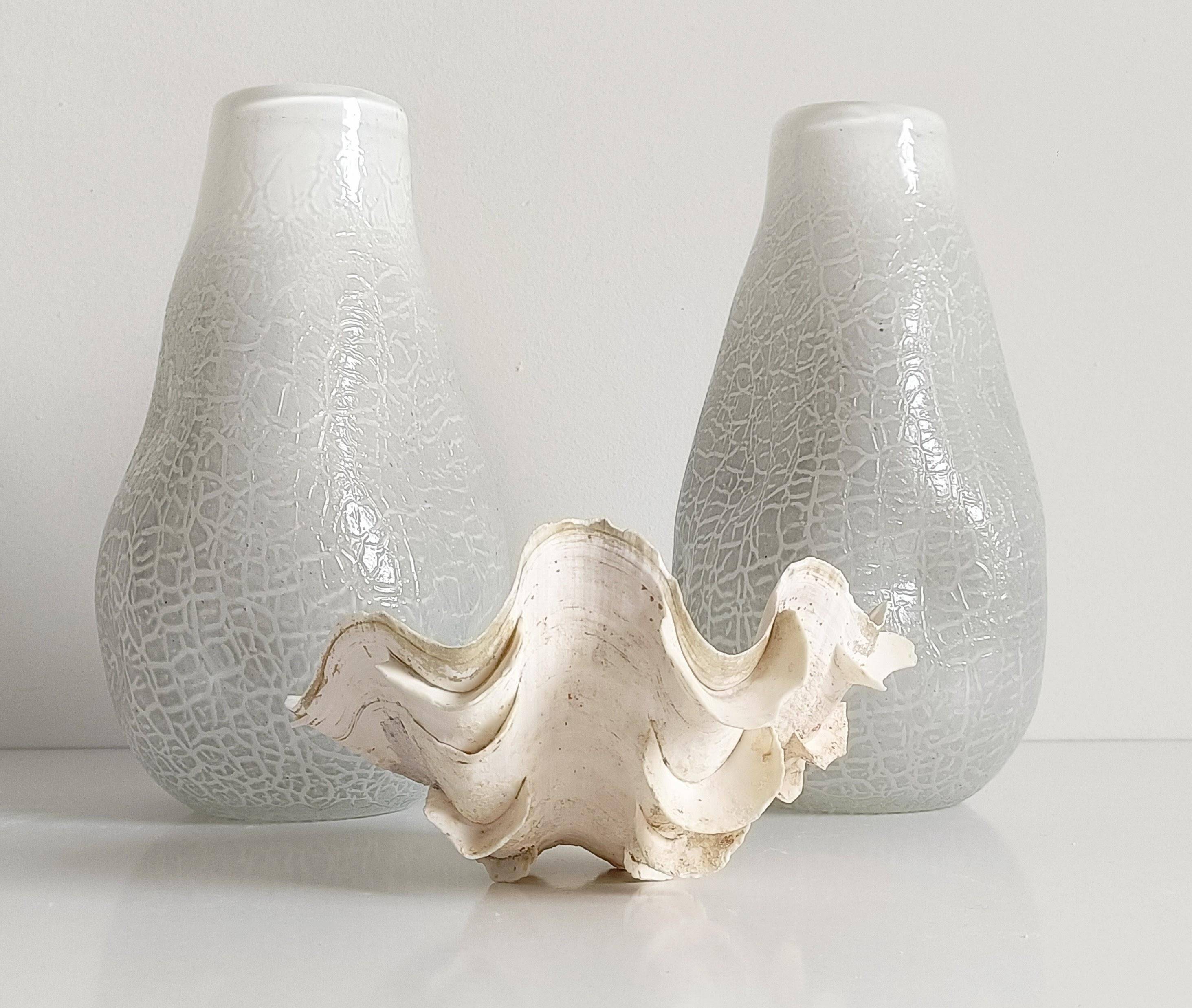 Stunning South Pacific Clam Shell – Sculptural Organic Modern Object