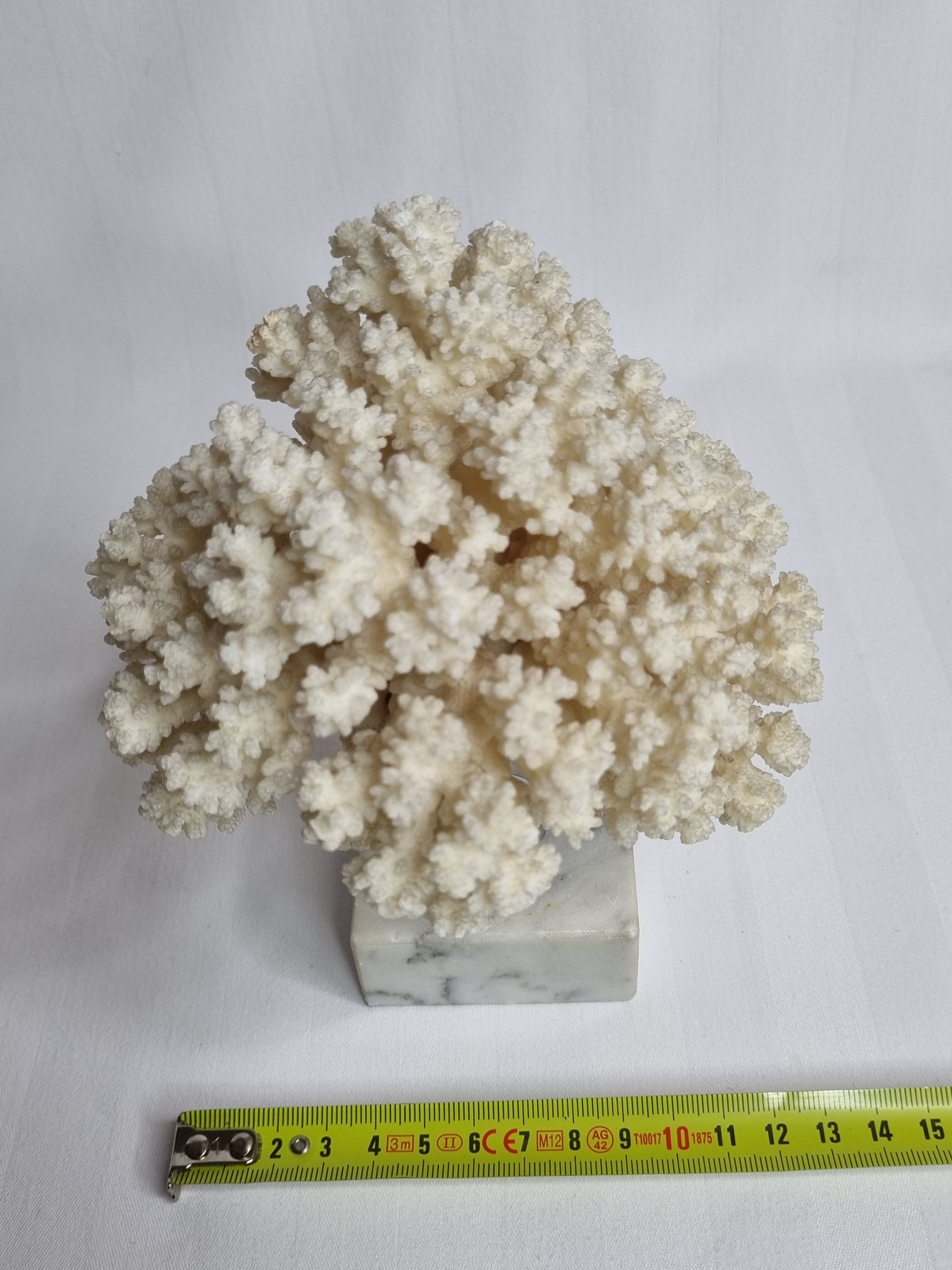 Ancient white coral on marble base