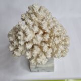Ancient white coral on marble base