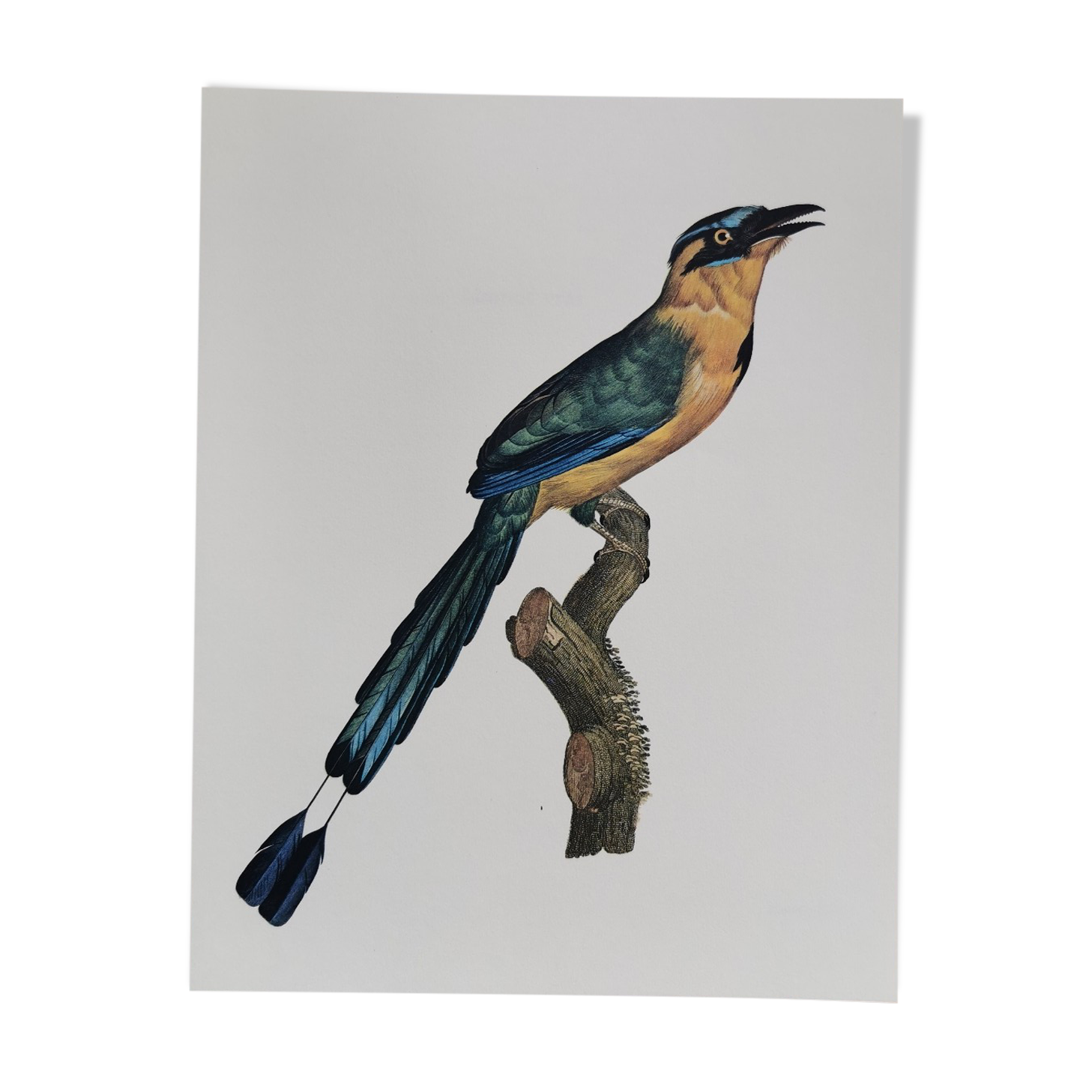 Ancient zoological plate