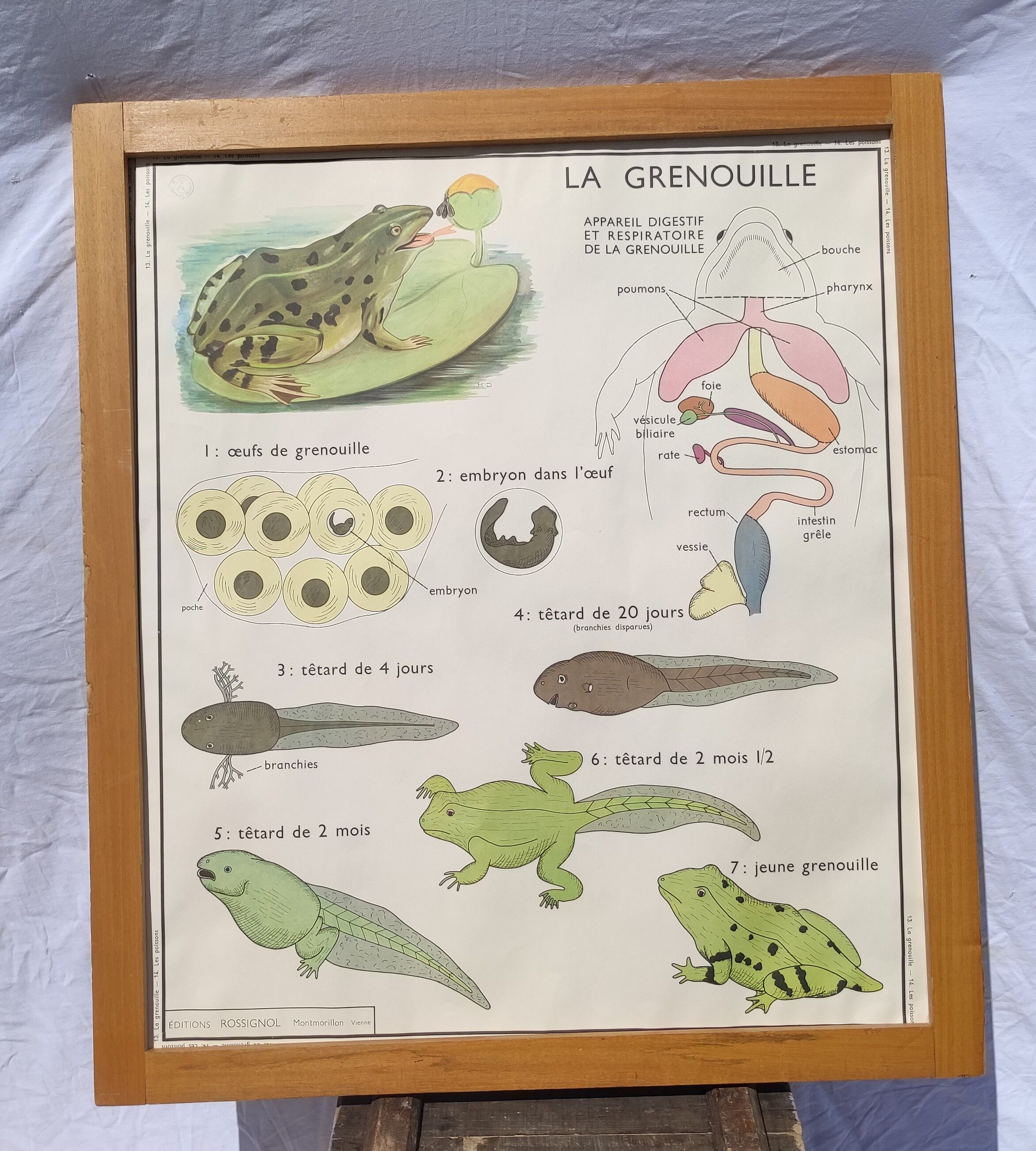Educational poster of school frog and perch