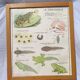 Educational poster of school frog and perch