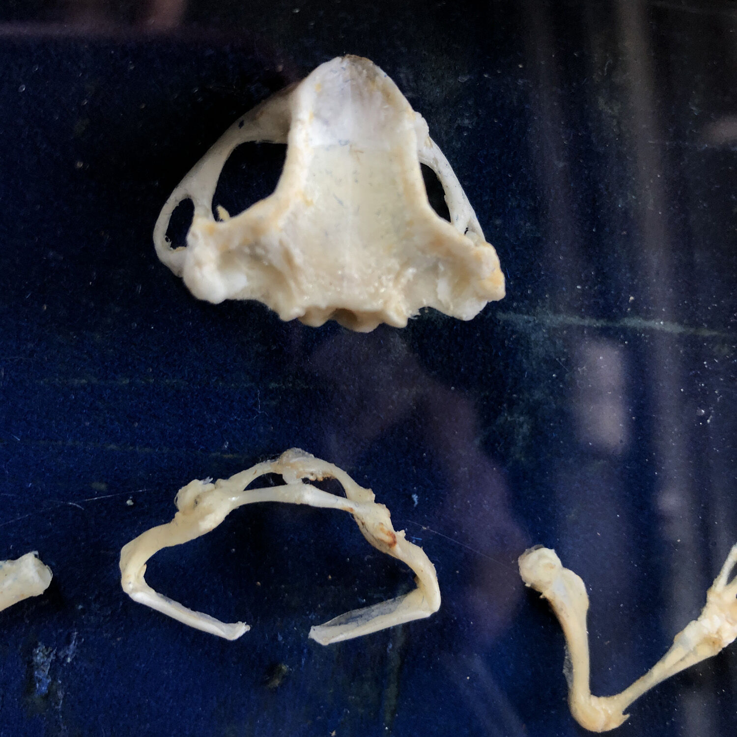 Frog skeleton