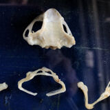 Frog skeleton