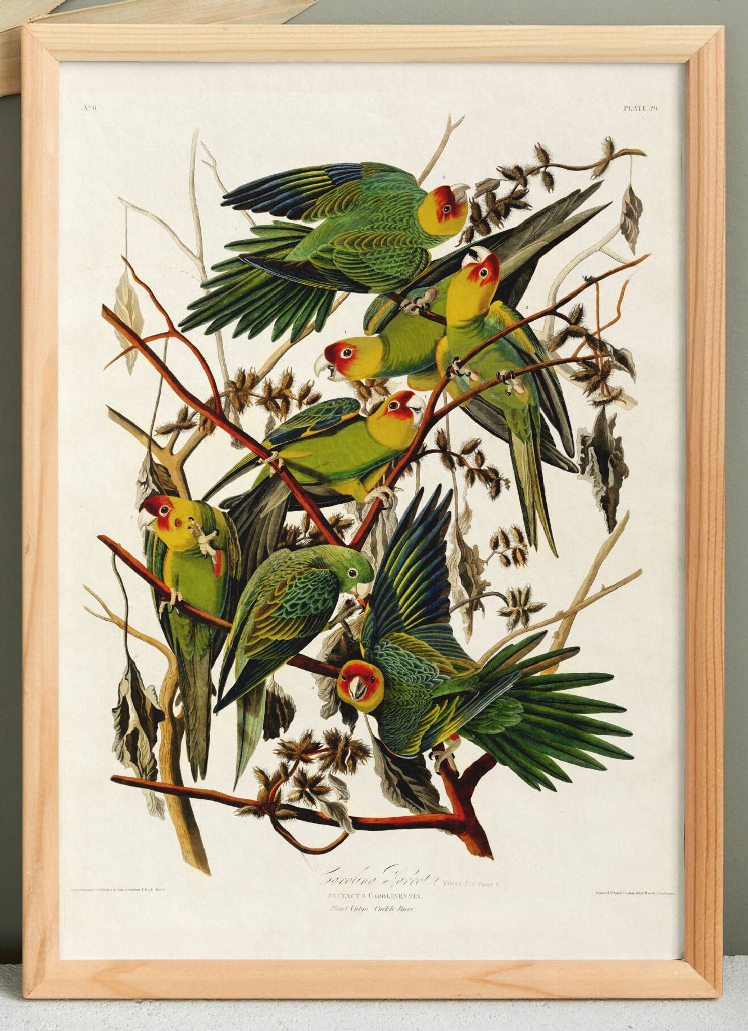 Poster about the Carolina Parakeet, based on an old engraving from 1827.
