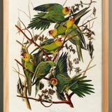 Poster about the Carolina Parakeet, based on an old engraving from 1827.