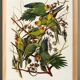 Poster about the Carolina Parakeet, based on an old engraving from 1827.