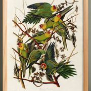Poster about the Carolina Parakeet, based on an old engraving from 1827.