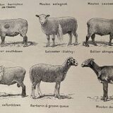 Lithograph of sheep - 1920