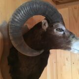 Sheep trophy