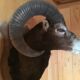 Sheep trophy