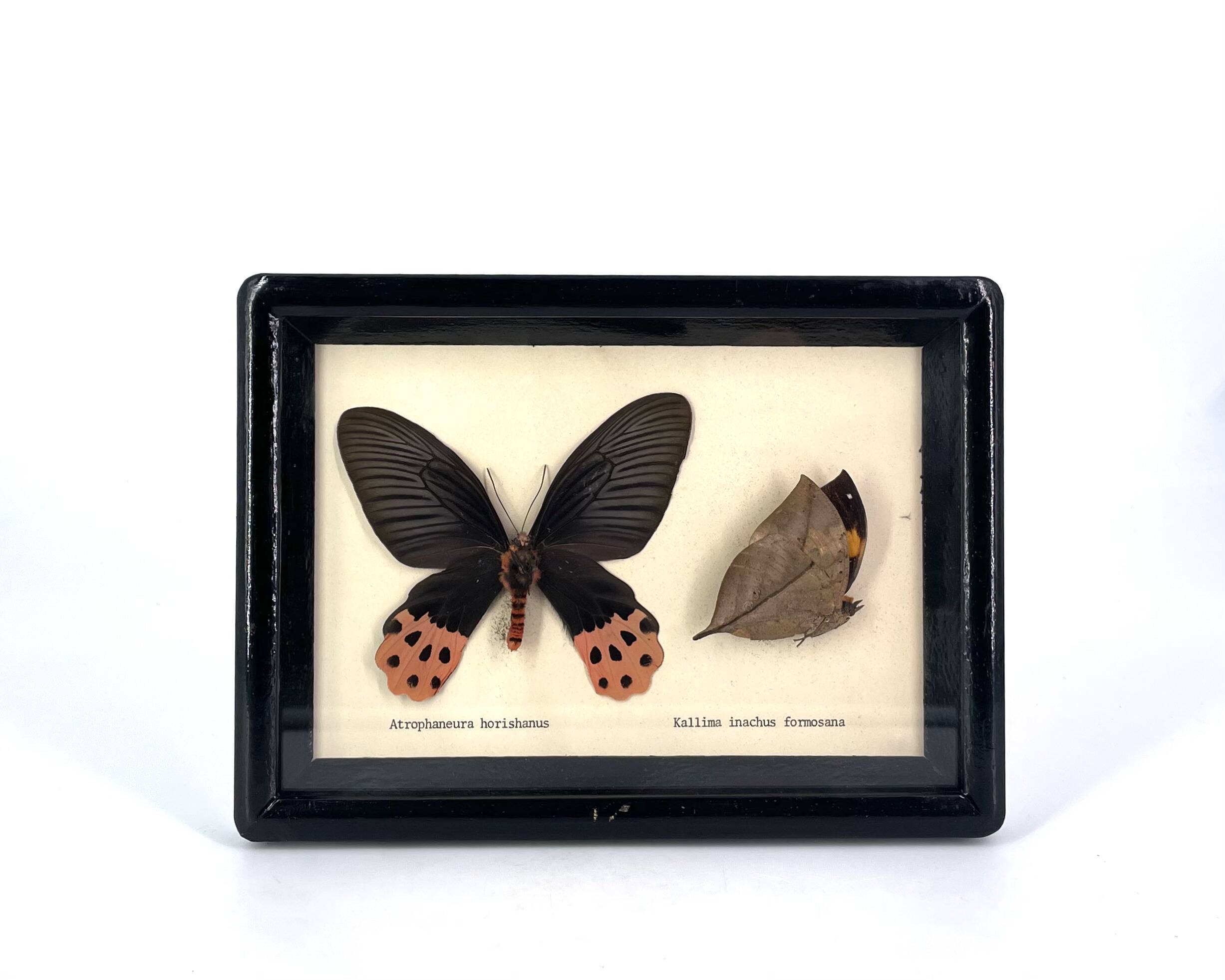 Black window frame with stuffed butterflies, 1970s