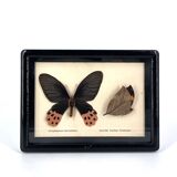 Black window frame with stuffed butterflies, 1970s