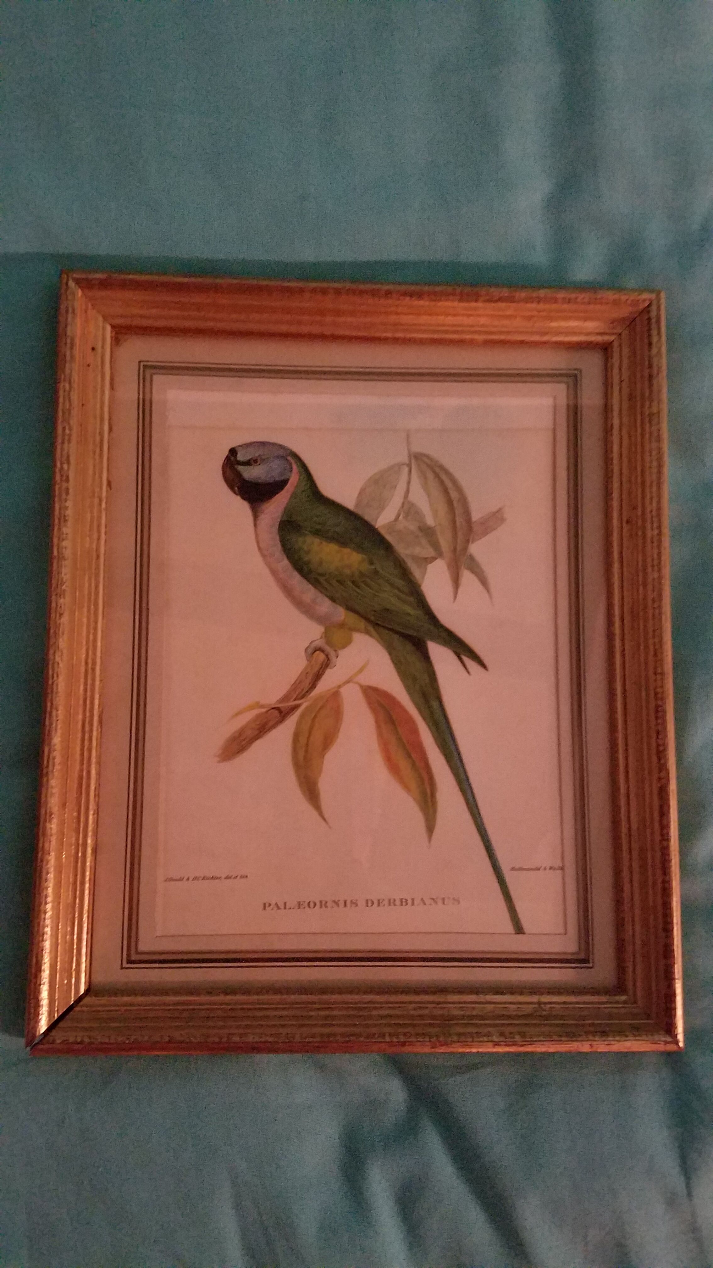 Ensemble de 7 lithographies ornithologiques encadrées