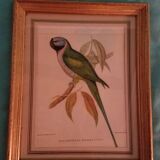 Set of 7 framed ornithological lithographs
