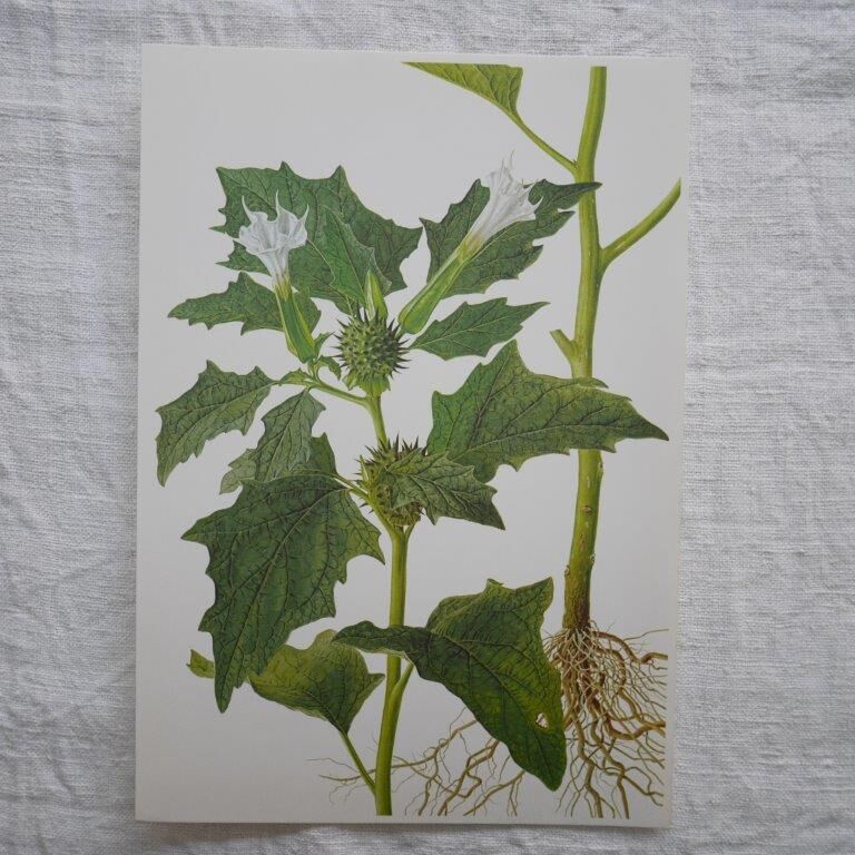 Set of 2 botanical plates Geigy, thorny apple and black henbath