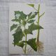 Set of 2 botanical plates Geigy, thorny apple and black henbath