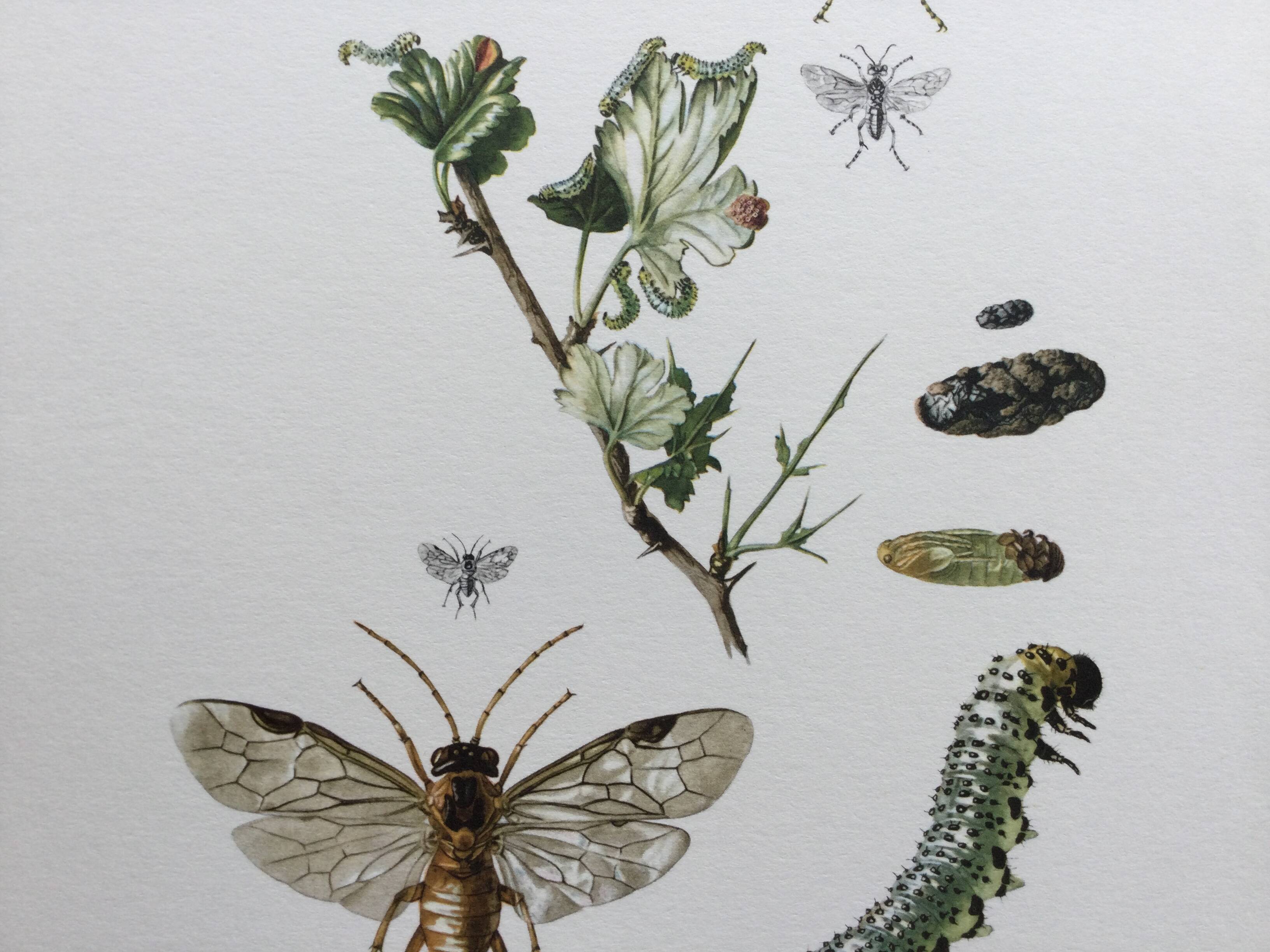 Antique illustration "insects", Vintage print, 1960s