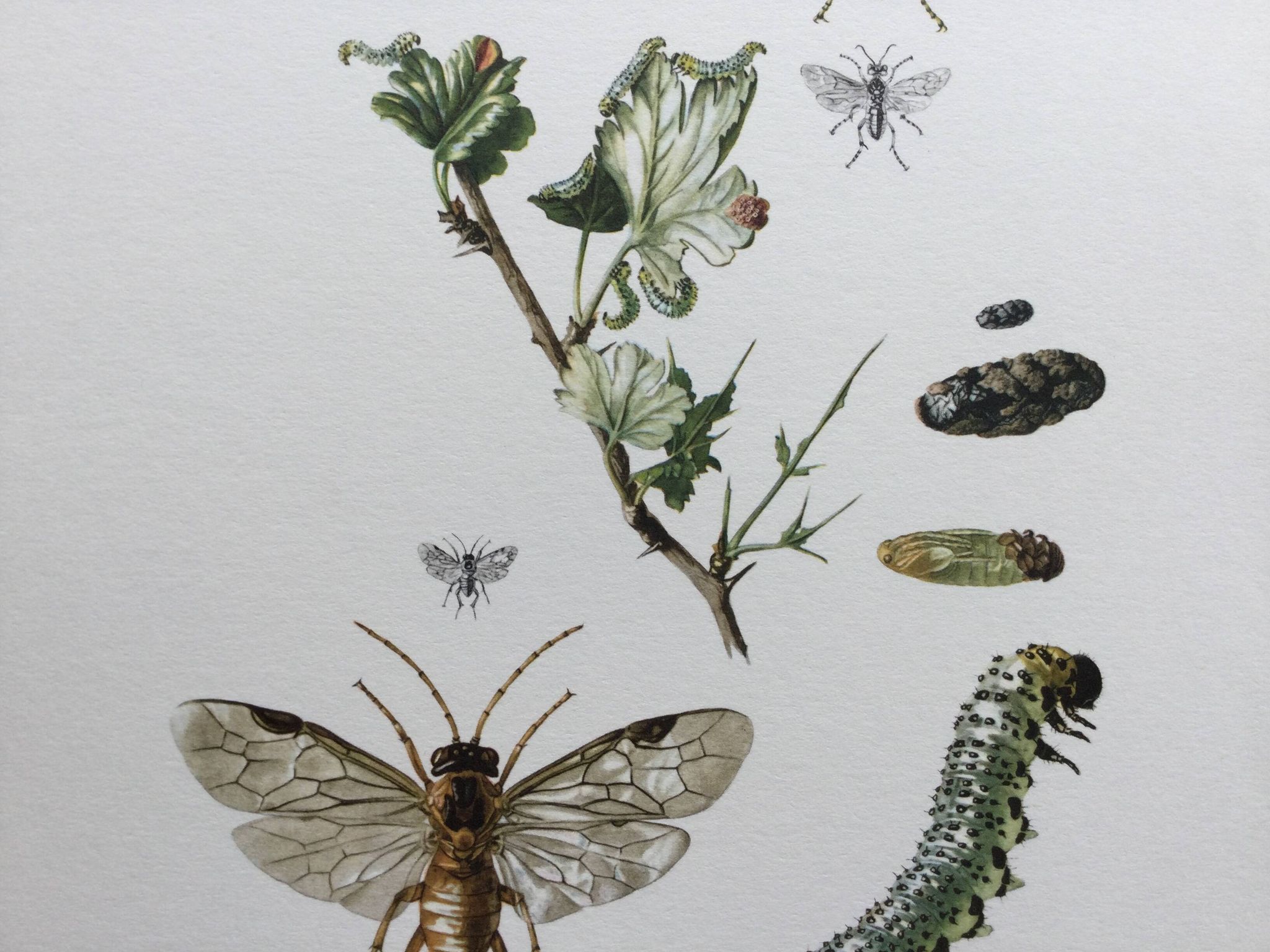 Antique illustration "insects", Vintage print, 1960s