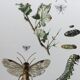 Antique illustration "insects", Vintage print, 1960s