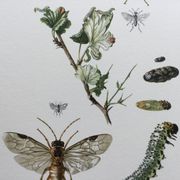 Antique illustration "insects", Vintage print, 1960s