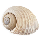 Vintage Tonna Galea Sea Shell