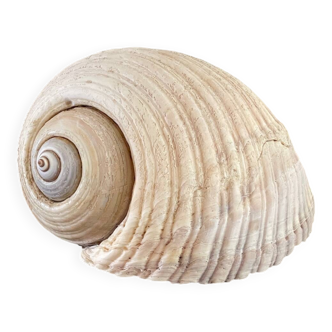 Vintage Tonna Galea Sea Shell