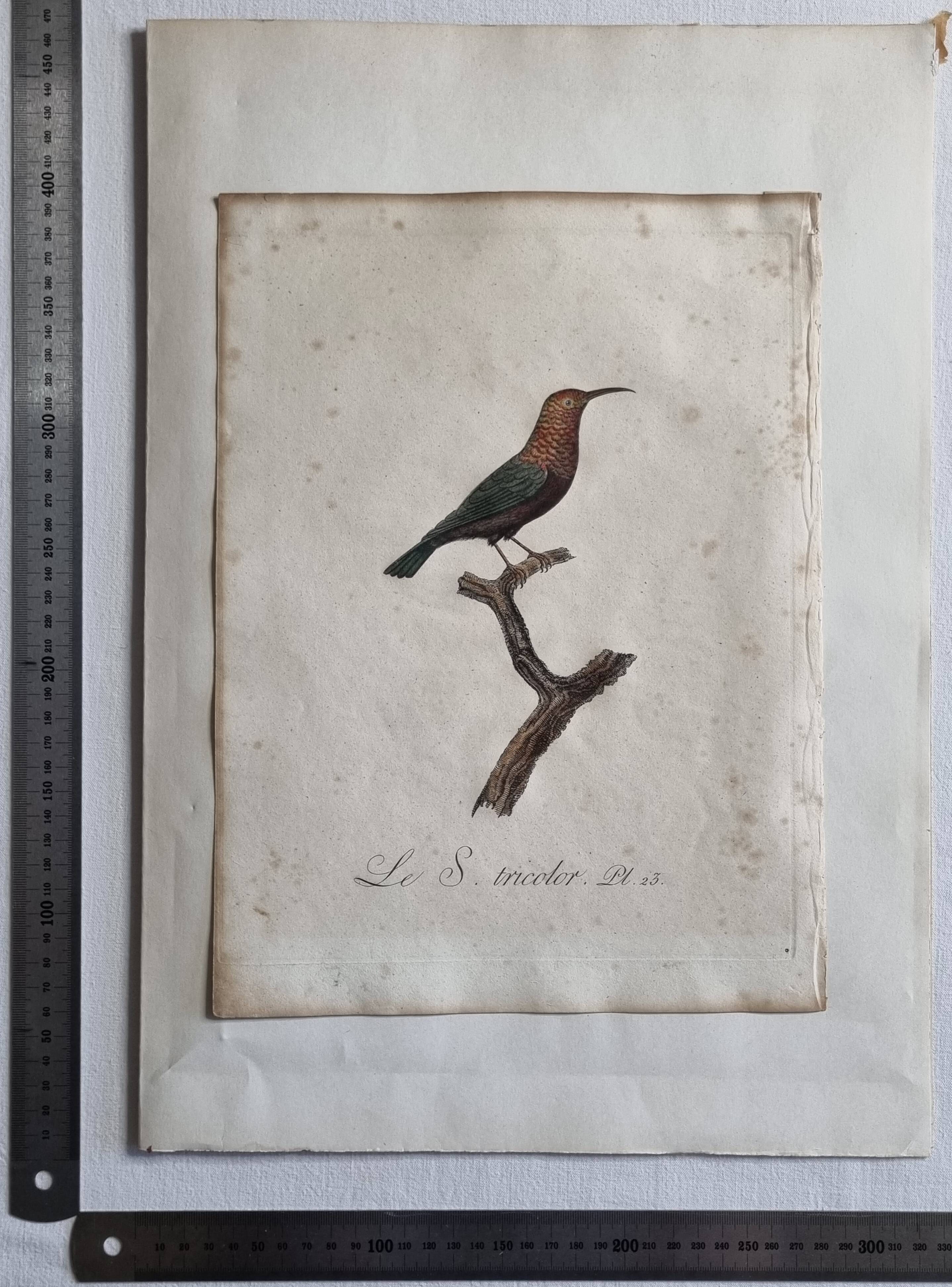 Ornithological engravings Audebert & Vieillot 1802 framed 50x40 cm