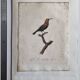 Ornithological engravings Audebert & Vieillot 1802 framed 50x40 cm