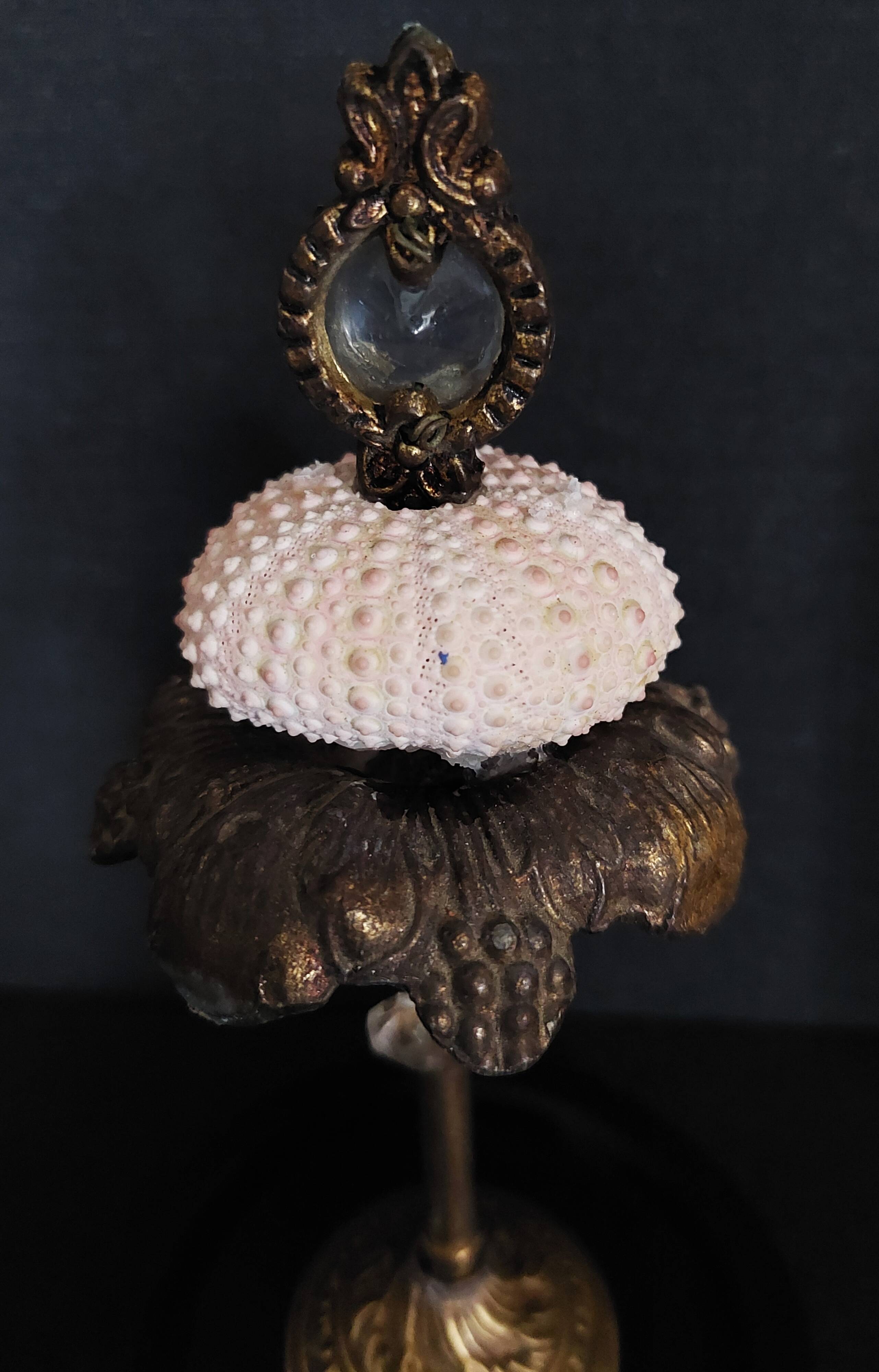 Cabinet of Curiosities globe with sea urchin paracentrotus lividus