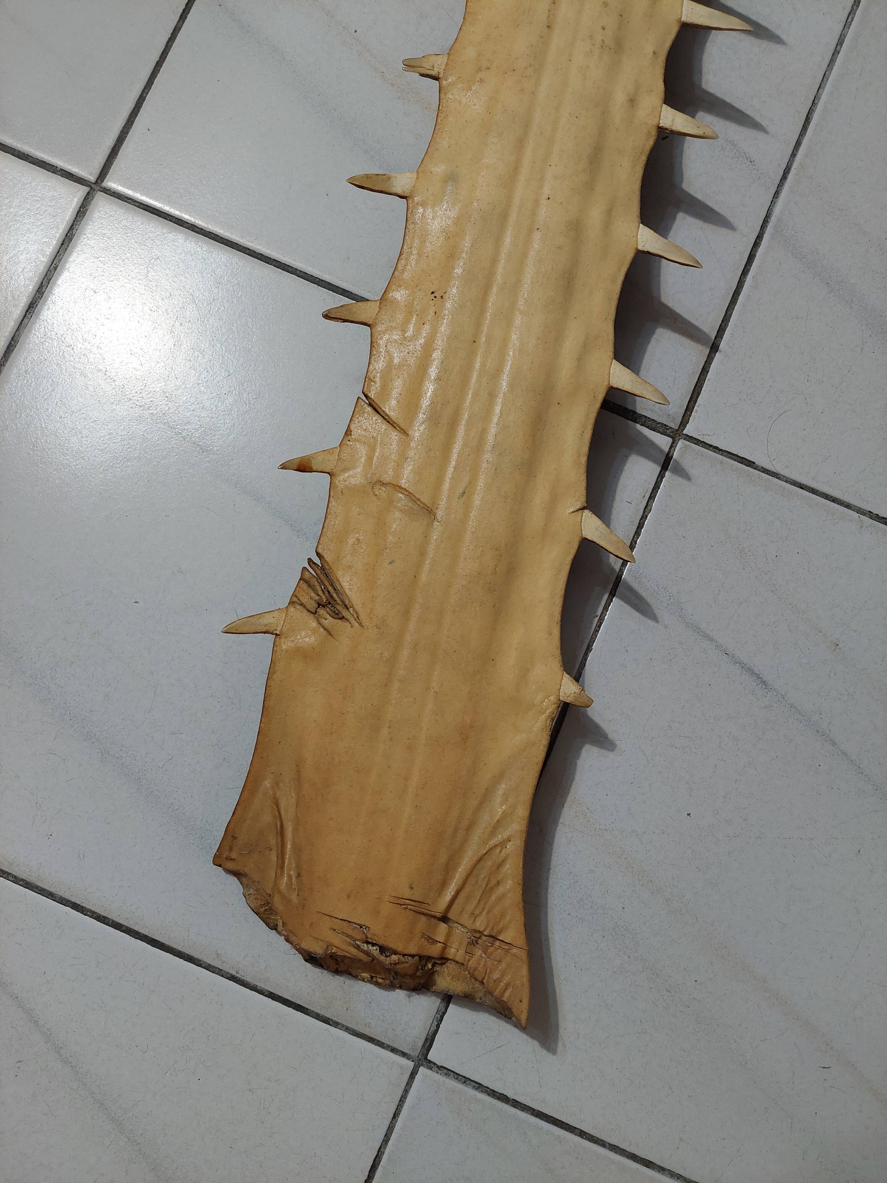LARGE SAWFISH ROSTRUM