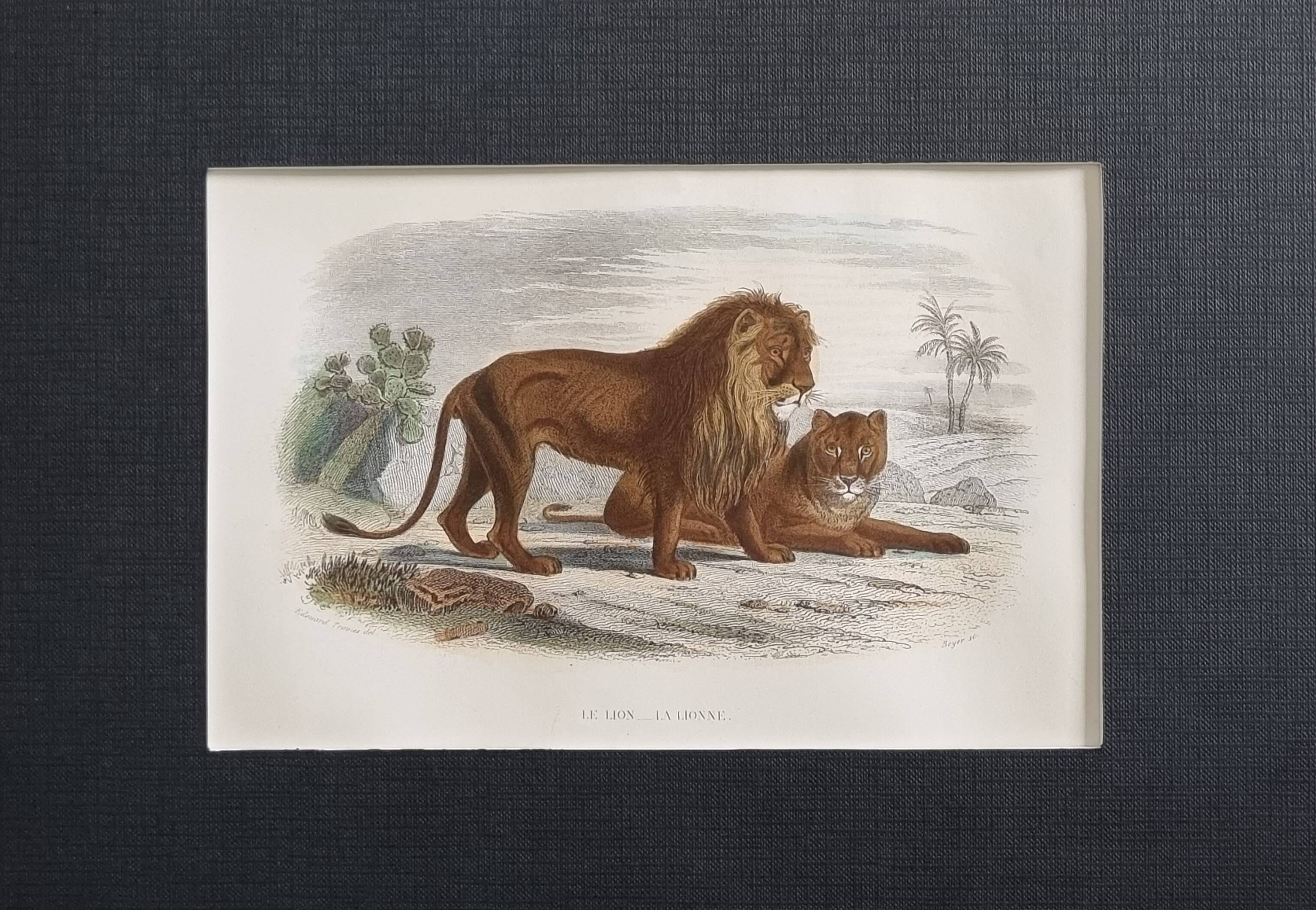 Framed vintage engraving – The Lion and the Lioness, after Buffon, 23 x 32 cm